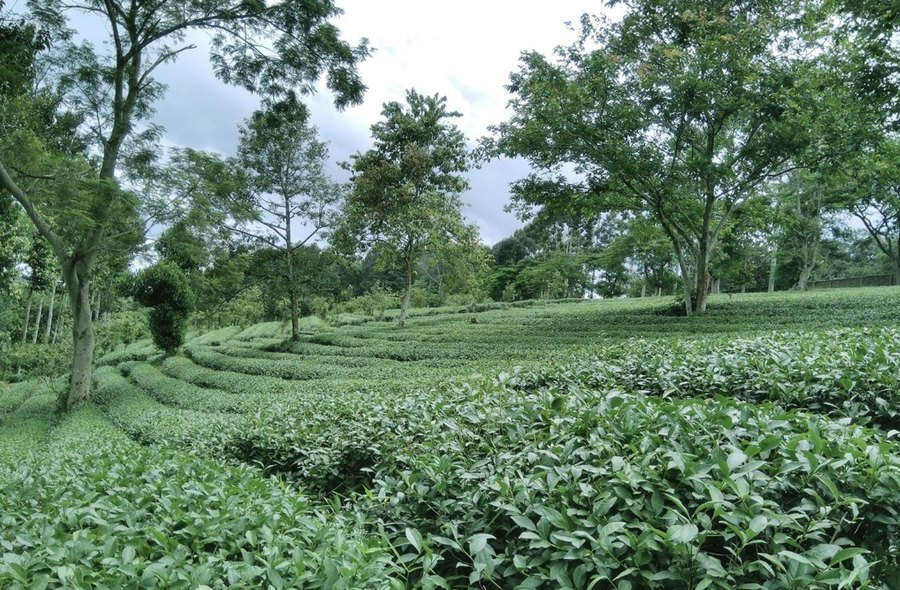 Vườn trà xanh mướt vùng Phú Riềng